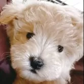 マルプー(トイプードル×マルチーズ)【岩手県・男の子・2025年8月30日・クリーム】の写真2