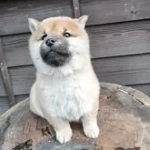 柴犬(標準サイズ)【岩手県・男の子・2025年10月7日・赤】の写真4