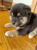 柴犬(標準サイズ)【岩手県・男の子・2024年11月2日・黒】の写真3