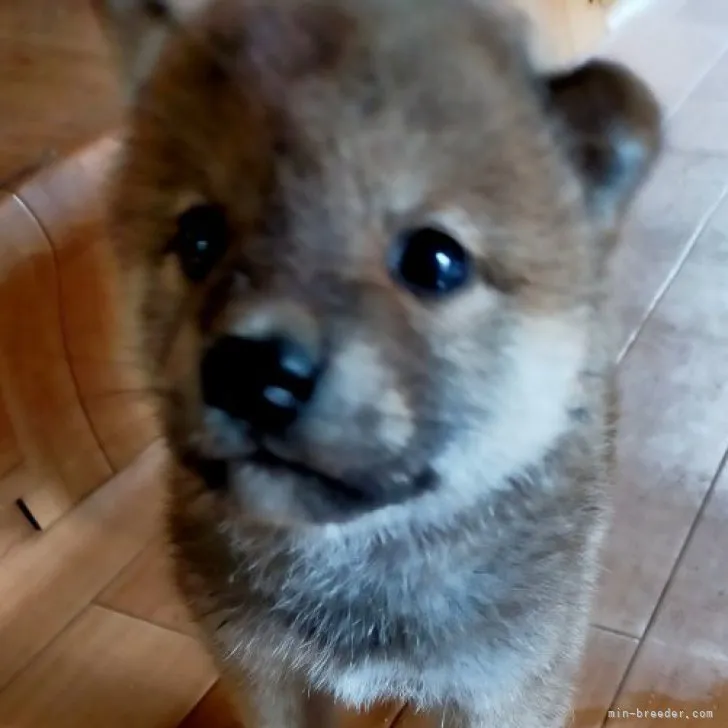 ID:2307-04678の子犬