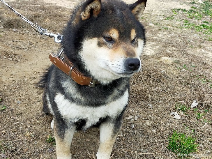 柴犬【・男の子・2020年2月10日・黒】