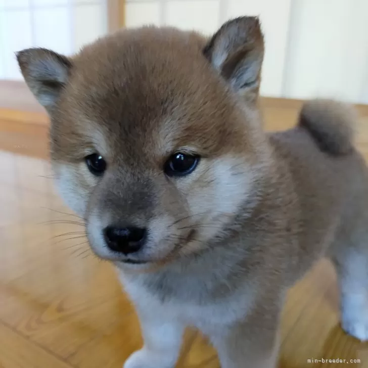 ID:2406-06935の子犬