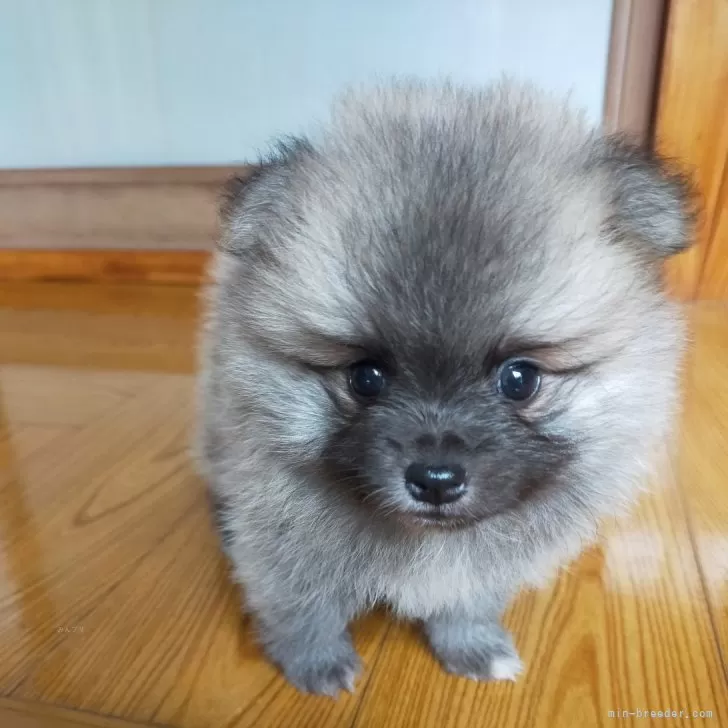 ID：2408-05449の子犬