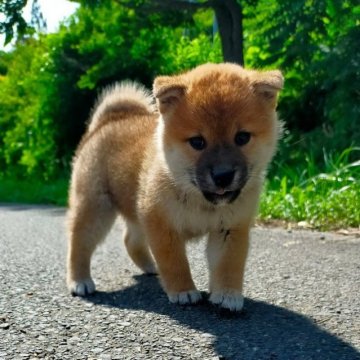 柴犬(標準サイズ)【岩手県・女の子・2023年4月22日・赤】の写真「寂しがり屋です」