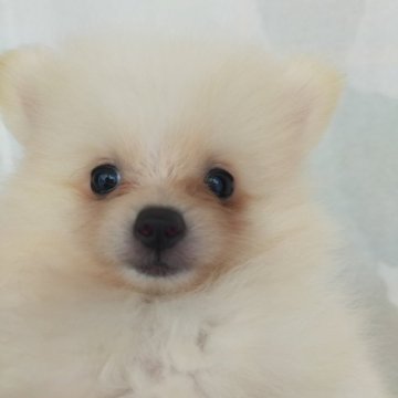 ポメラニアン【岩手県・男の子・2024年7月1日・クリーム】の写真「はてな？」