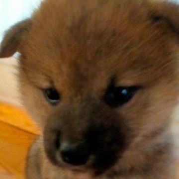 柴犬(標準サイズ)【岩手県・男の子・2023年4月22日・赤】の写真「ふっくら」