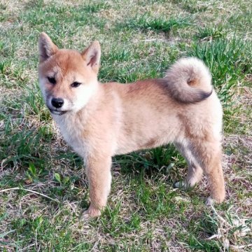 柴犬(標準サイズ)【岩手県・女の子・2022年12月26日・赤】の写真「小ぶりです」