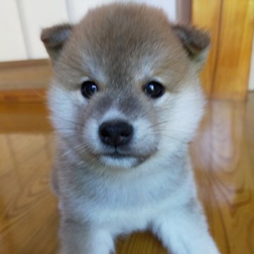 ポメ柴(ポメラニアン×柴犬)【岩手県・男の子・2024年5月22日・赤】の写真「少しポメラニアンよりの毛質です」