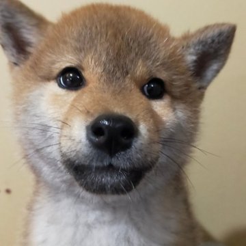 柴犬(標準サイズ)【岩手県・男の子・2024年1月1日・赤】の写真「だいぶ淡くなりました」