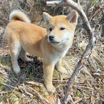 柴犬(標準サイズ)【岩手県・男の子・2022年12月26日・赤】の写真「両親犬遺伝子検査クリアです」