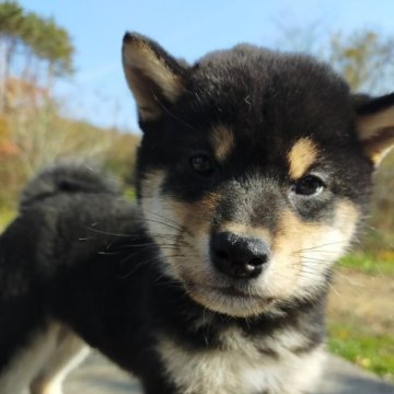 柴犬(標準サイズ)【岩手県・男の子・2023年8月30日・黒】の写真「くっきり」