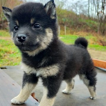 柴犬(標準サイズ)【岩手県・女の子・2023年9月19日・黒】の写真「小ぶりです」