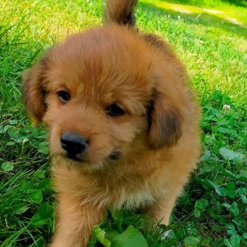 ミックス(柴犬×プードル)【岩手県・男の子・2023年6月5日・赤】の写真「値下げ交渉受付中
甘えん坊の男の子」