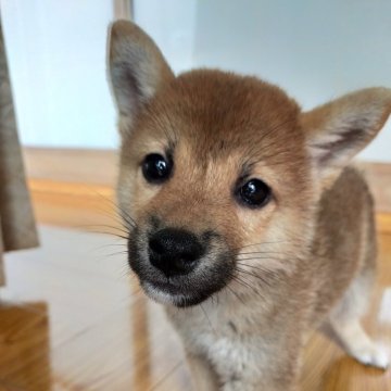 柴犬(標準サイズ)【岩手県・男の子・2024年6月14日・赤】の写真「元気です」