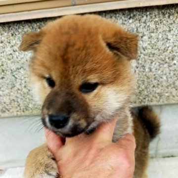 柴犬(標準サイズ)【岩手県・男の子・2023年4月22日・赤】の写真「ふっくら」
