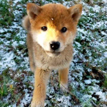 柴犬(標準サイズ)【岩手県・女の子・2023年1月17日・赤】の写真「末っ子です」