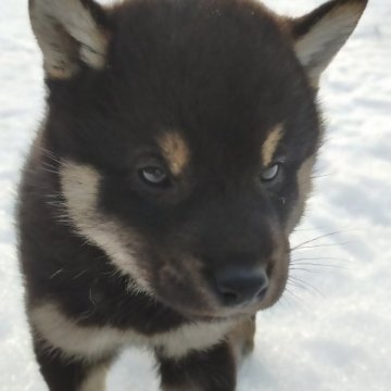 柴犬(標準サイズ)【岩手県・男の子・2023年1月18日・黒】の写真「元気です」