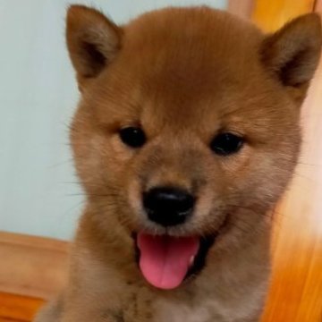 柴犬(標準サイズ)【岩手県・男の子・2023年7月8日・赤】の写真「淡色です」