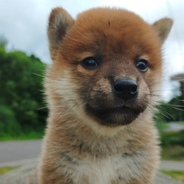 柴犬(標準サイズ)【岩手県・女の子・2024年6月14日・赤】の写真「次女です」