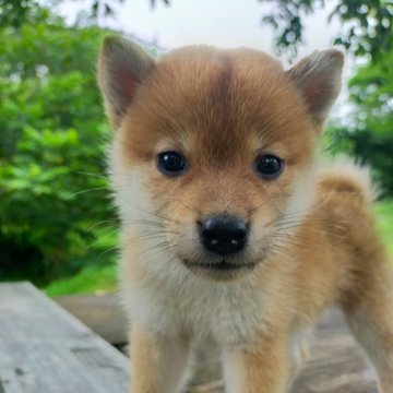 柴犬(標準サイズ)【岩手県・女の子・2024年6月14日・赤】の写真「1番やんちゃかもしれません」