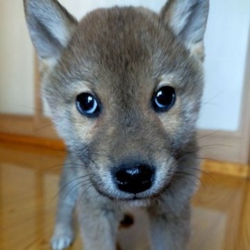 柴犬(標準サイズ)【岩手県・男の子・2022年12月26日・赤】の写真「少し黒が入っています」
