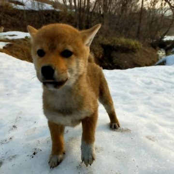 柴犬(標準サイズ)【岩手県・男の子・2022年12月26日・赤】の写真「白い靴下です」