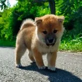 柴犬(標準サイズ)【岩手県・女の子・2023年4月22日・赤】の写真1