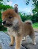 柴犬(標準サイズ)【岩手県・男の子・2024年6月14日・赤】の写真2