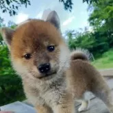 柴犬(標準サイズ)【岩手県・男の子・2024年6月14日・赤】の写真4