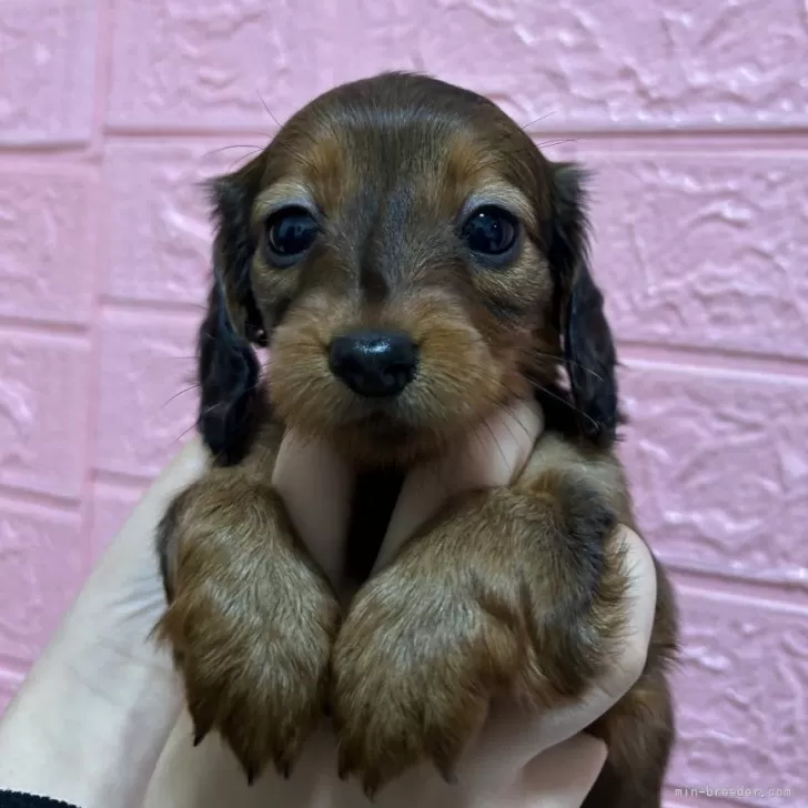ID：2501-02614の子犬