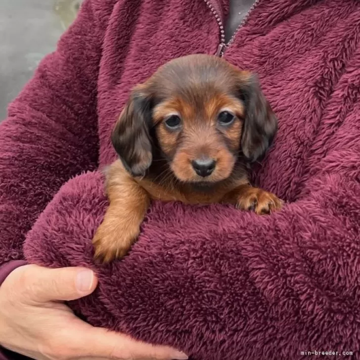 ID：2402-01111の子犬