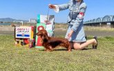 カニンヘンダックスフンド(ロング)【・女の子・2020年2月17日・レッド】