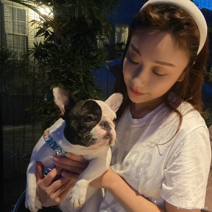 陳嬌嬌ブリーダー