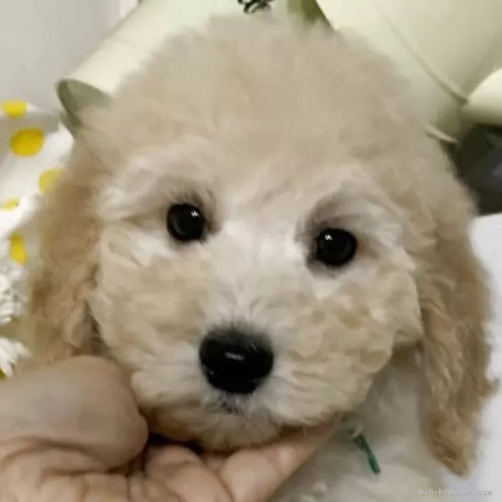 ID：2505-03201の子犬