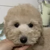 ミディアムプードル