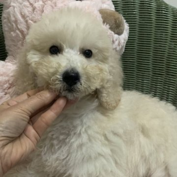 ミディアムプードル【千葉県・男の子・2024年3月1日・クリーム】の写真「可愛い長男くん　綺麗なお顔の男の子です　最後の一頭」