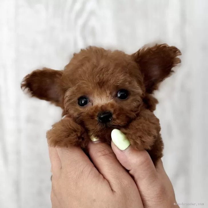 A.N 様のお迎えした子犬