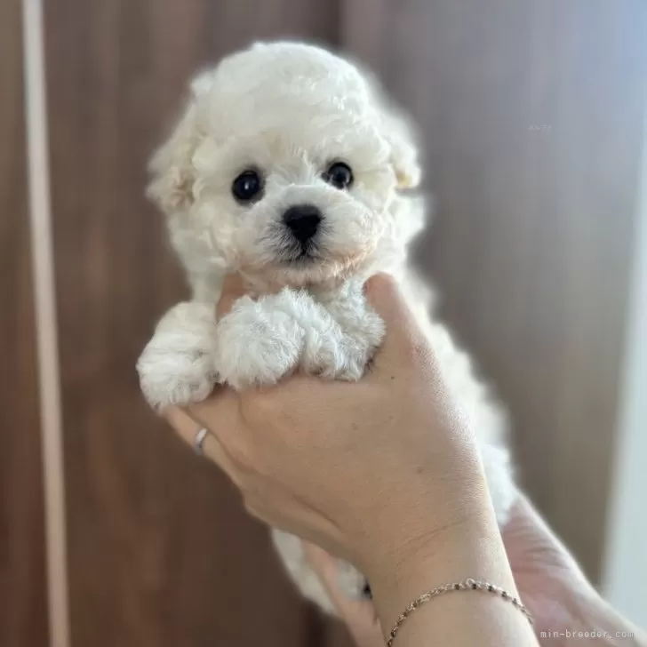 k. 様のお迎えした子犬