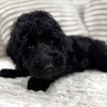 スタンダードプードル【三重県・女の子・2025年8月15日・ブラック】の写真「可愛い女の子♡」