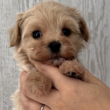 マルプー(トイプードル×マルチーズ)【三重県・女の子・2025年10月7日・クリーム～アプリコット】の写真「可愛い女の子♡ 500g」