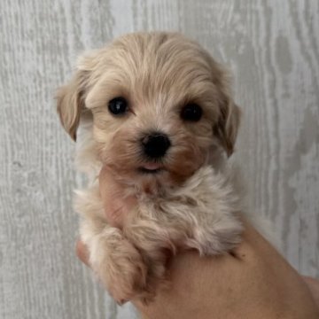 マルプー(トイプードル×マルチーズ)【三重県・男の子・2025年10月7日・クリーム】の写真「おチビ僕ちん♡400g」