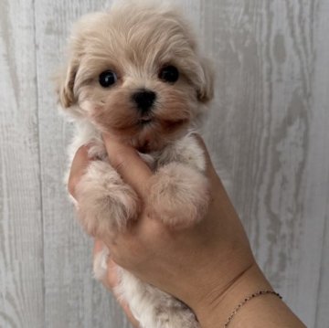 マルプー(トイプードル×マルチーズ)【三重県・男の子・2025年10月7日・クリーム】の写真「激かわ♡僕ちん 500g」