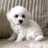 ビションフリーゼ