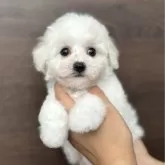 ビションフリーゼ