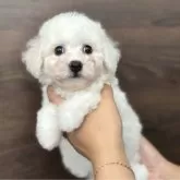 ビションフリーゼ