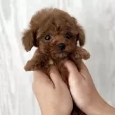 ティーカッププードル