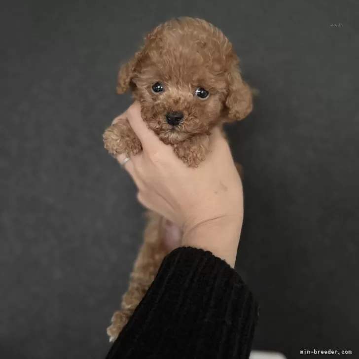ID:2402-01397の子犬