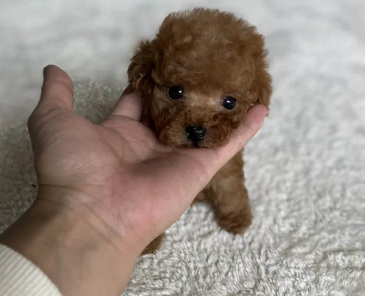 ID:2204-02917の子犬