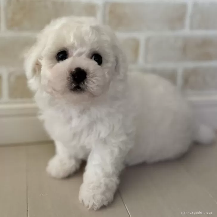 ID:2406-05168の子犬