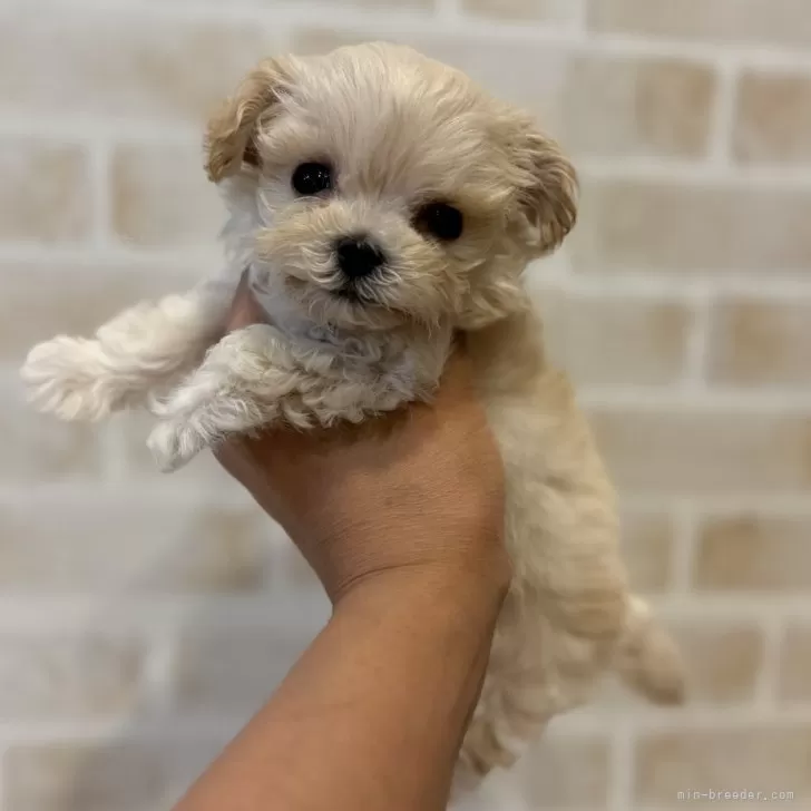 ID:2407-03457の子犬